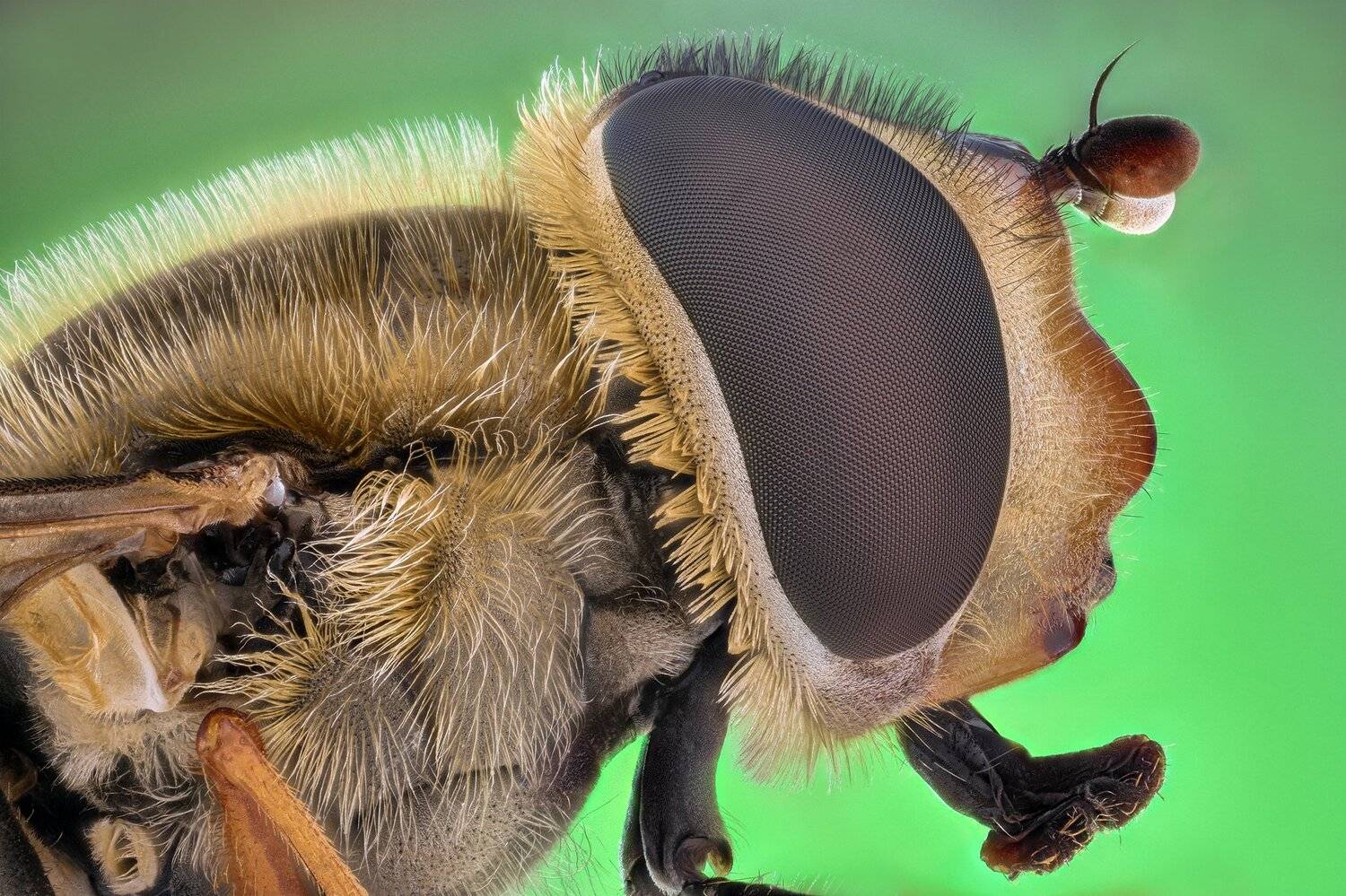 ceclii, macro, nikon d3400, lomo 3.7, Tsvetan Ganev