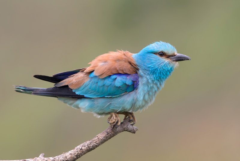 european roller, coracias garrulus Сизоворонка фото превью