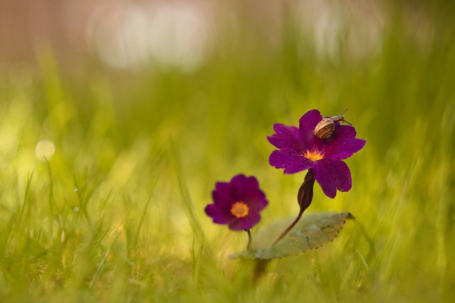 , Эдуард Колобошников