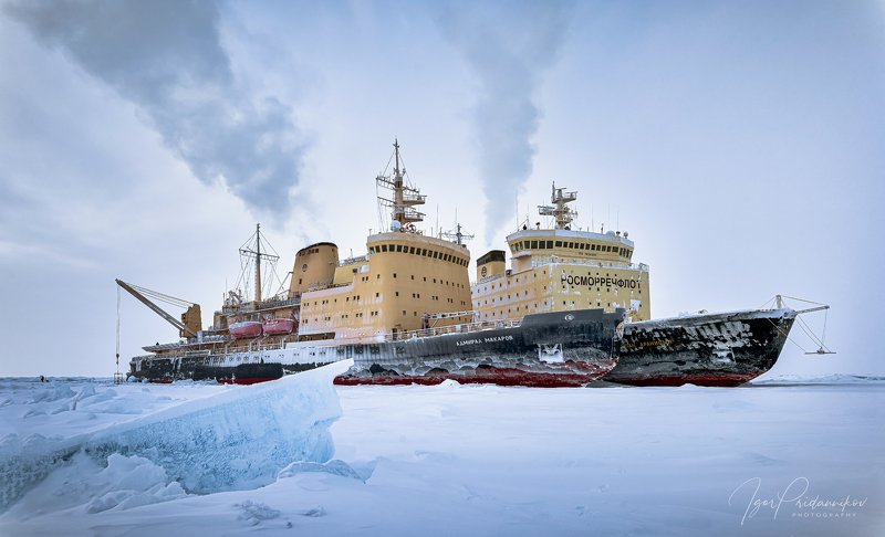 Встреча в Арктике фото превью