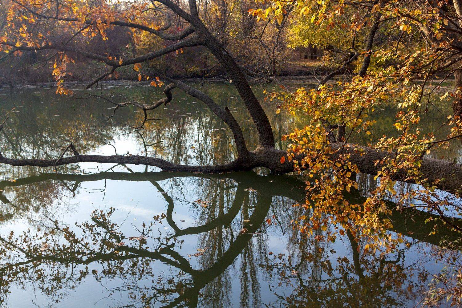 , Алексей Рыльский