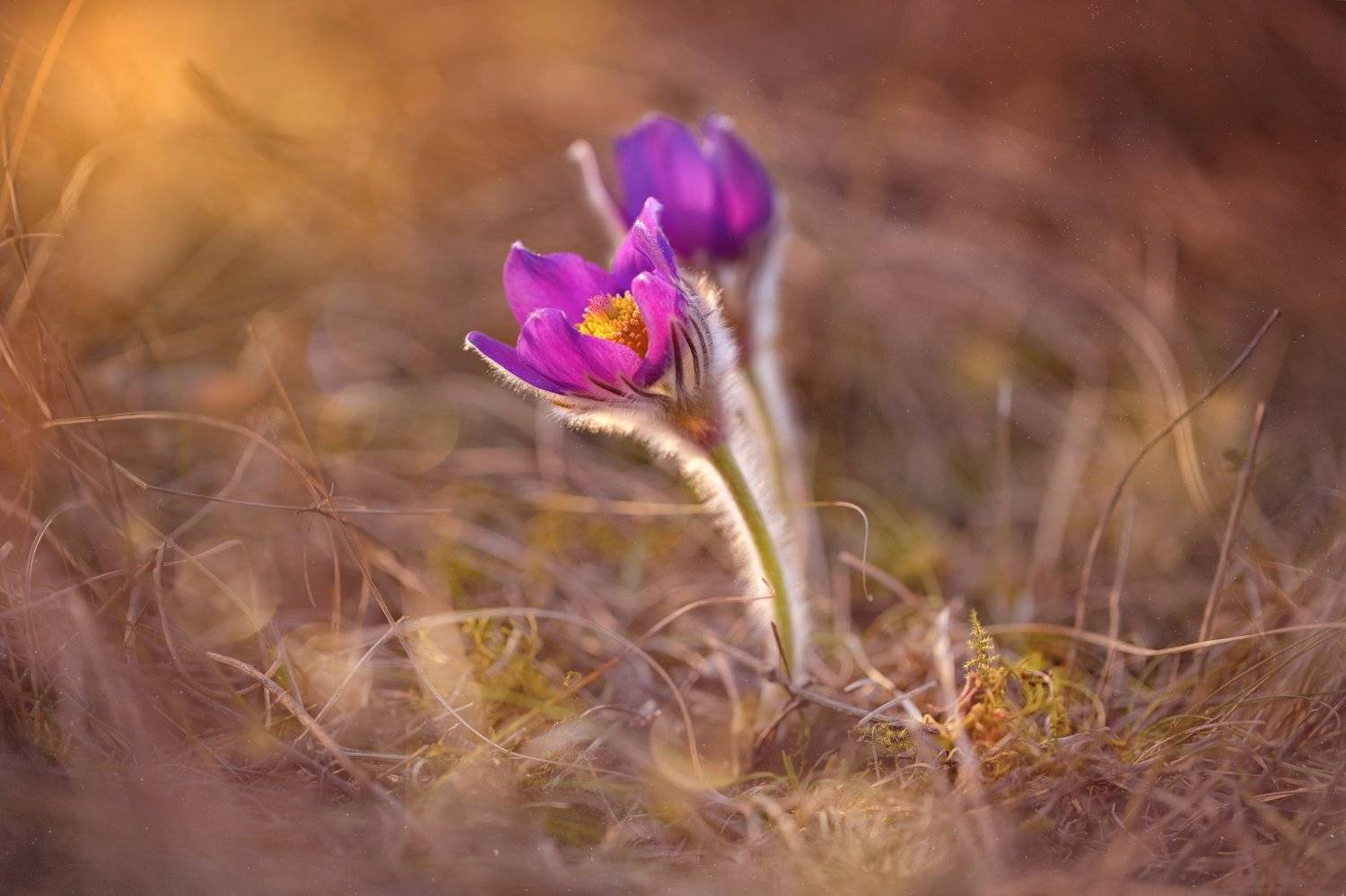 сон-трава, анемоны ,цветы, поляна, закат солнца , прострел раскрытый,ветреница раскрытая ,многолетнее растение ,травянистое растение, Наталия Деркач