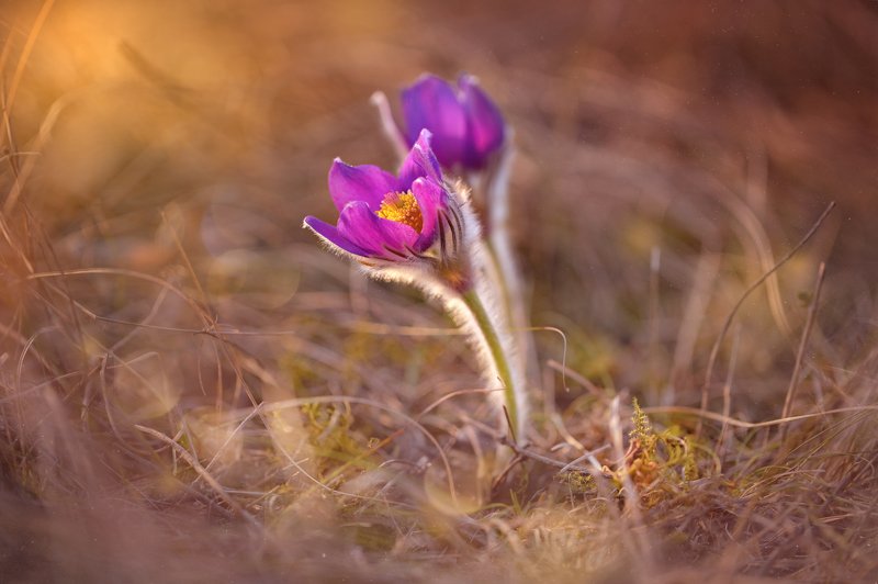 сон-трава, анемоны ,цветы, поляна, закат солнца , прострел раскрытый,ветреница раскрытая ,многолетнее растение ,травянистое растение Сон - трава фото превью