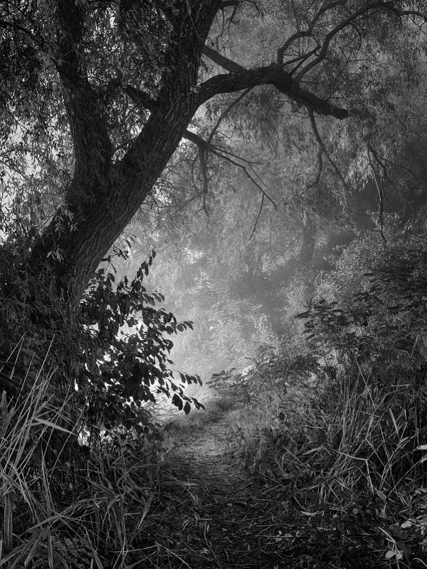 Над озером, средь ив ... фото превью