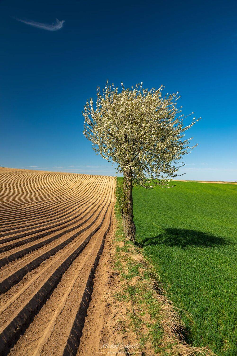 #spring #tree #poland #landscape, Michał Sośnicki