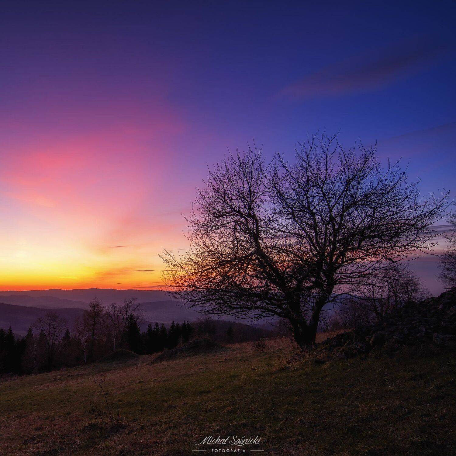 #spring #tree #poland #landscape, Michał Sośnicki