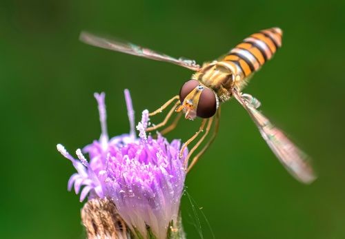 Tiny hoverfly on flower 