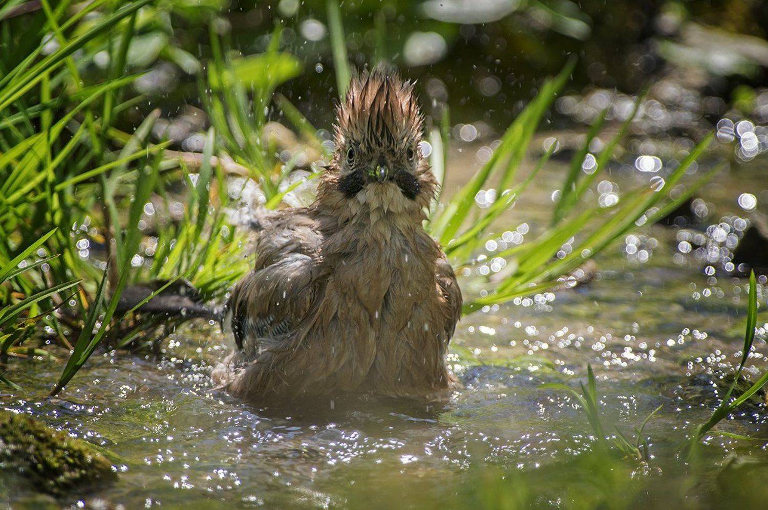 , Евгени Стефанов