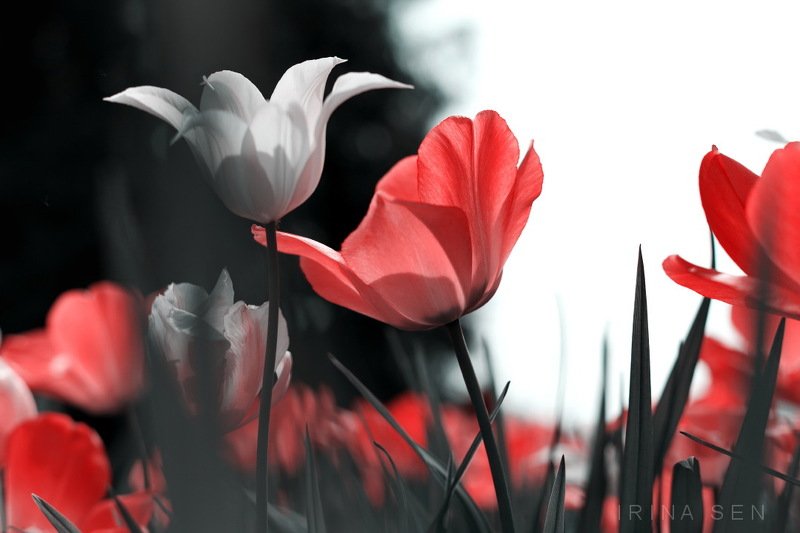 *** фото превью