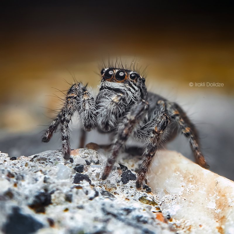 spider, philaeus chrysops, female, macro, nature, close up, canon Philaeus chrysops фото превью