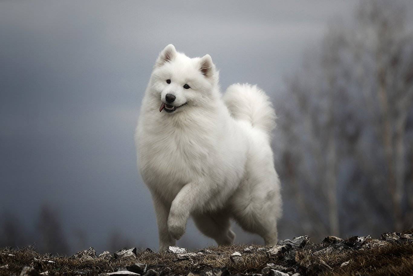 , Андрей Ершов