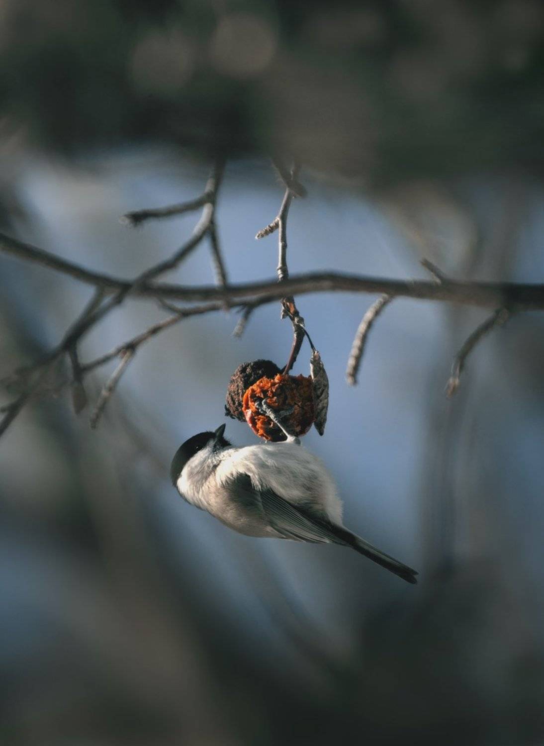 , Баранов Олег