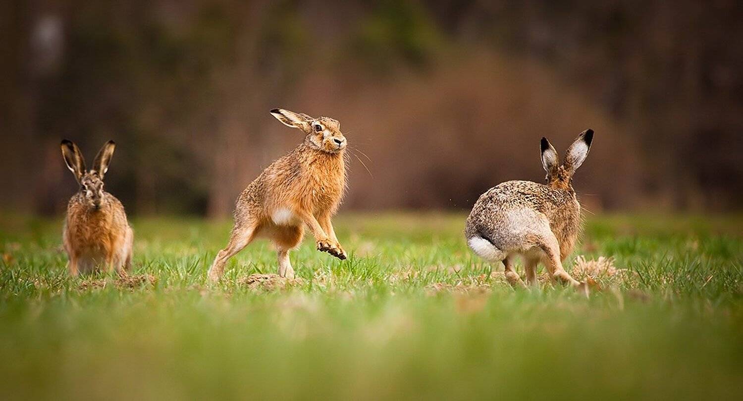 , Robert Adamec