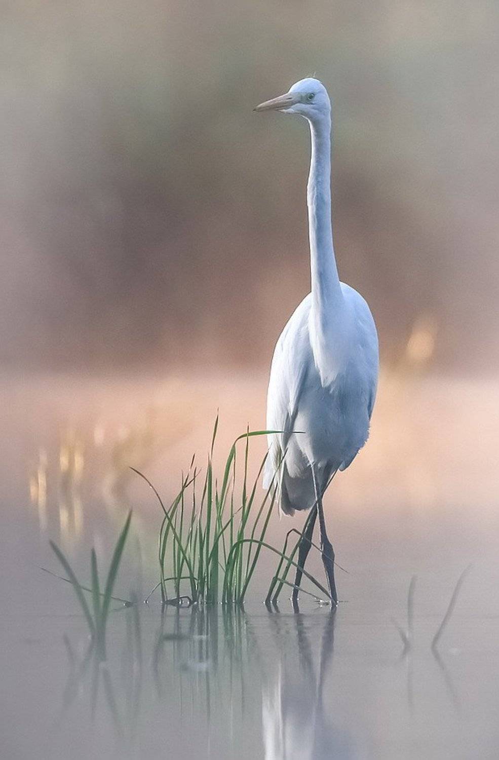 , Вячеслав Мищенко