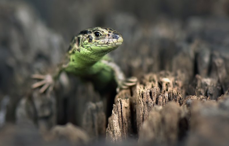 ... фото превью