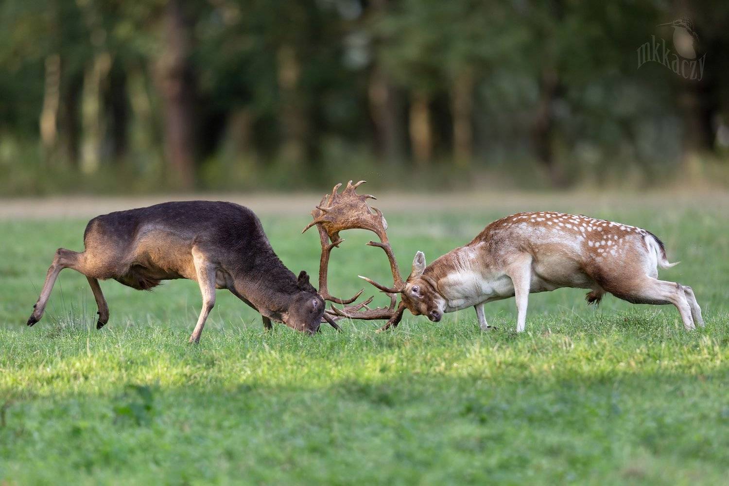 , Marcin Kaczmarkiewicz