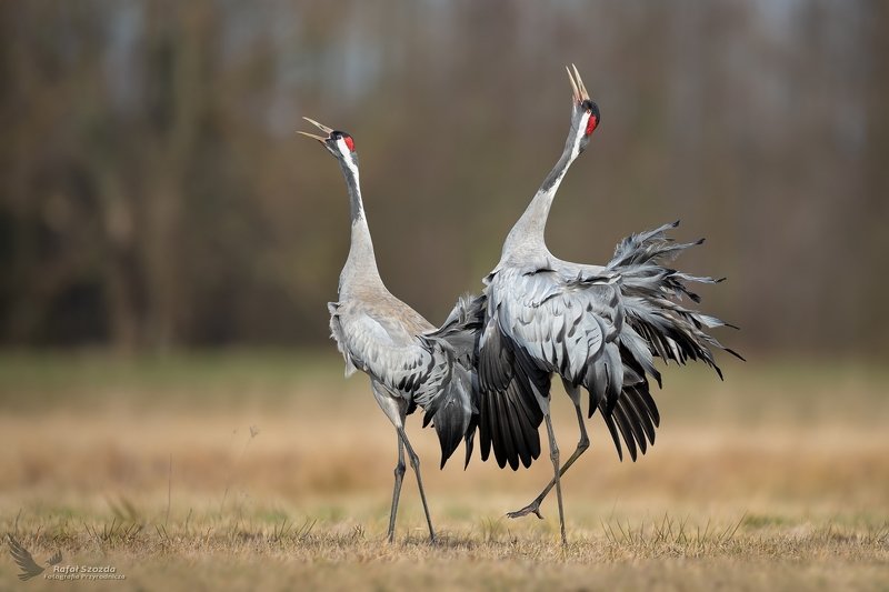 Wiosenne pieśni - Żurawie, Common Crane (Grus grus) ... 2020r фото превью
