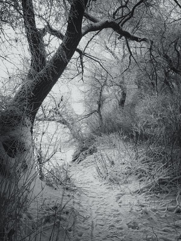 Январское утро фото превью