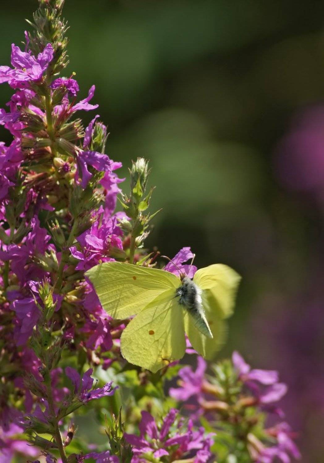 Бабочка, Чепленко Алексей