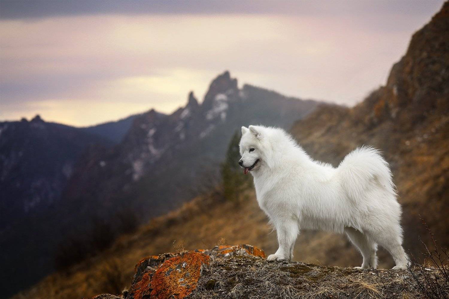 , Андрей Ершов