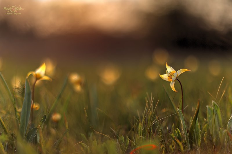тюльпан,дубравный,биберштейна,tulipa,biebersteiniana,quercetorum,самарский, лес Тёплый вечер фото превью