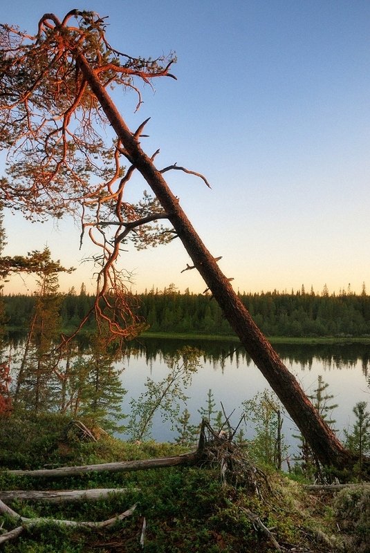 кольский, сосна, умба, закат, вода Берег Умбы на закате фото превью