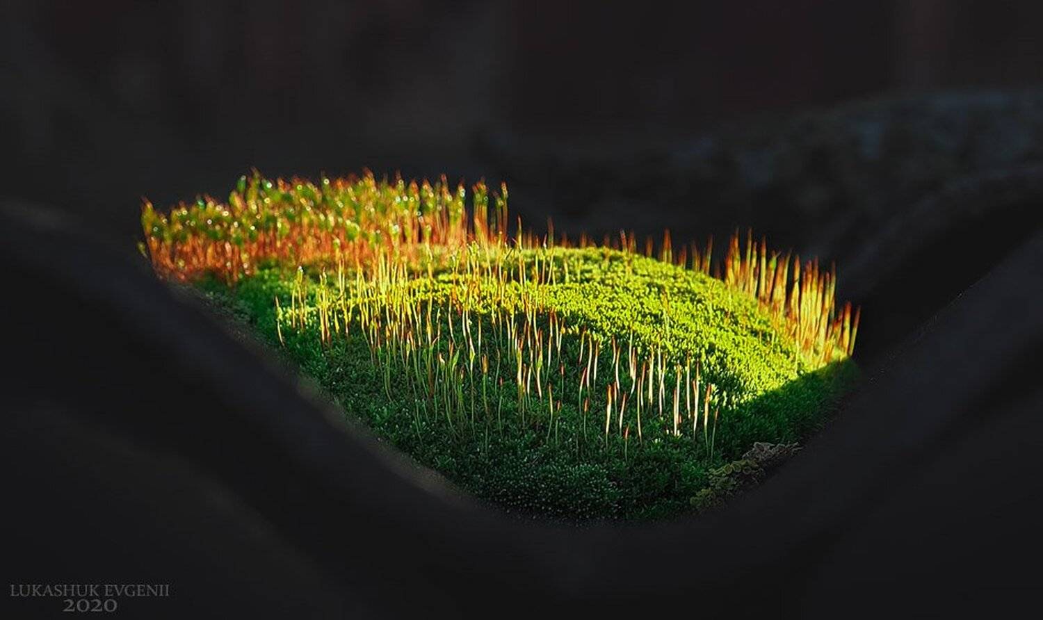 , Евгений Лукашук