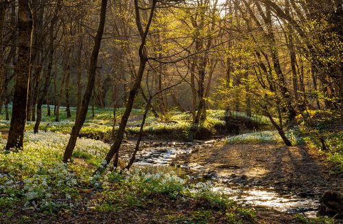 Лесной рассвет
