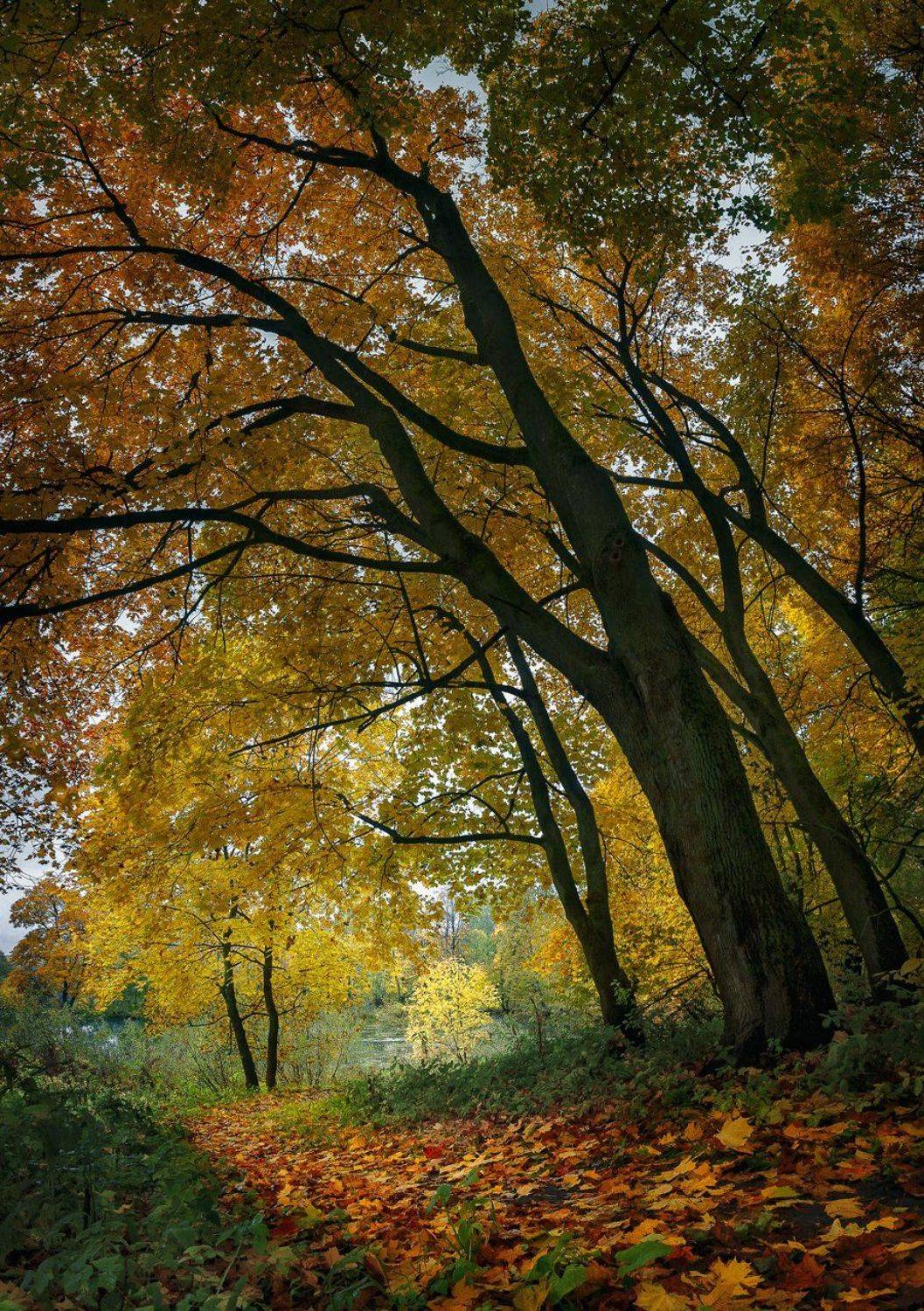 , Баранов Олег