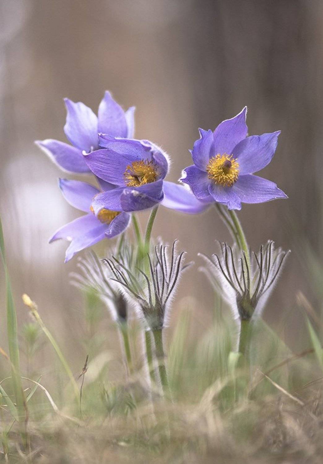 сон трава, апрель, весна, позитив, цвет, свет, воронеж, геннадий мещеряков, Геннадий Мещеряков