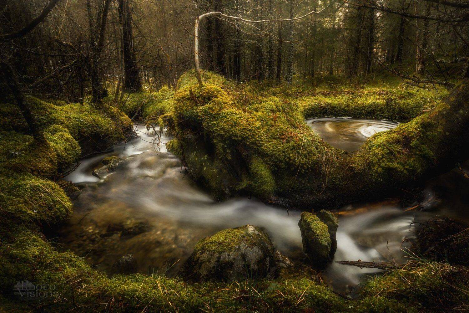 forest,woodland,woods,boreal,norwegian,northern,north,scandinavia,scandinavian,trees,tree,green,moss,stream,river, Adrian Szatewicz