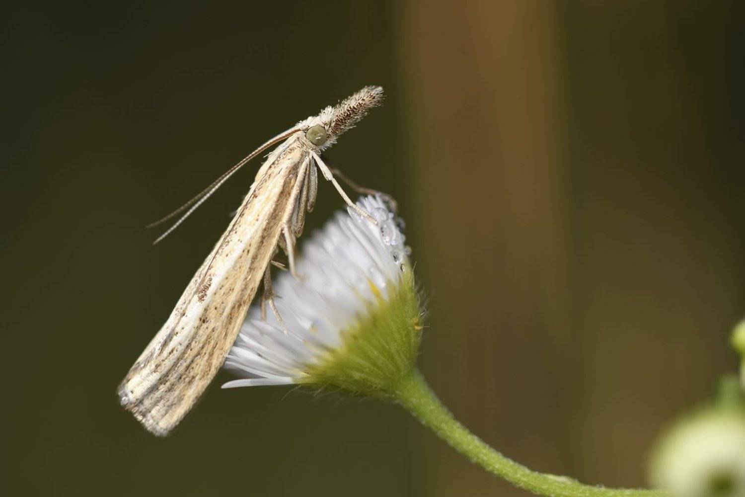 бабочка  butterfly, Jaroslav Mego