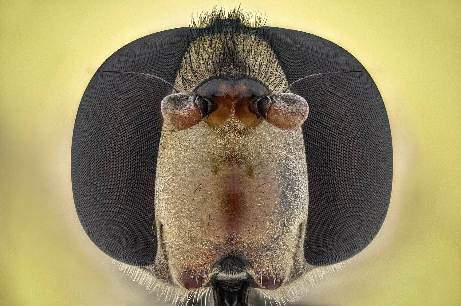 ceclii, macro, nikon d3400, semiplan, Tsvetan Ganev