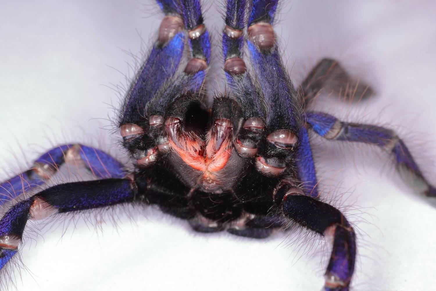 паук птицеед хелицеры, Александр Зорин