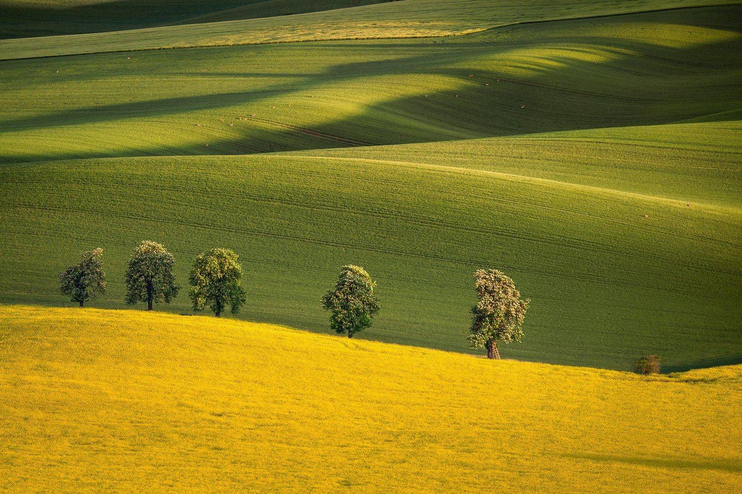 moravia, czech republic, chestnut avenue, spring, Калин Панчев