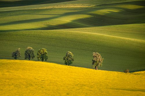 A tale for the ladder and the chestnut