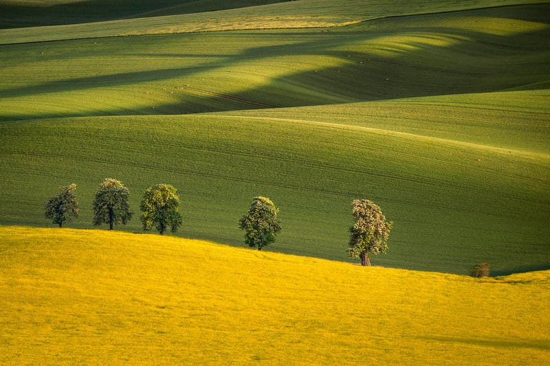 moravia, czech republic, chestnut avenue, spring A tale for the ladder and the chestnut фото превью