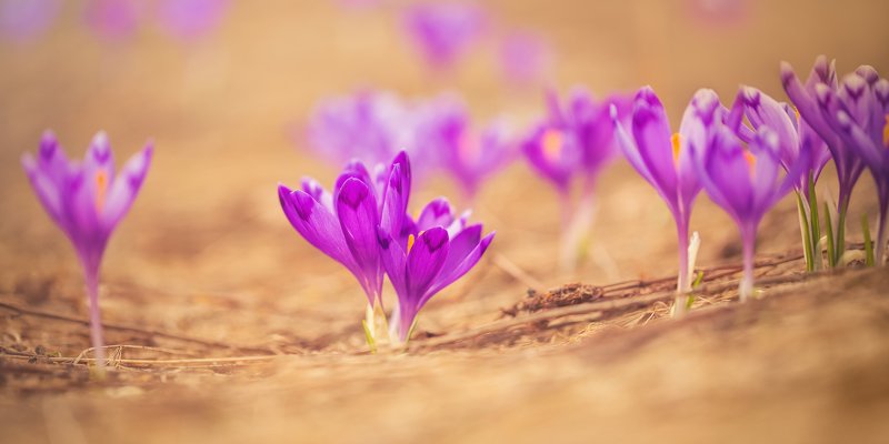 цветы, крокусы, шафран, весна, украина, воловец ,пейзаж, боржава Весенние цветы фото превью