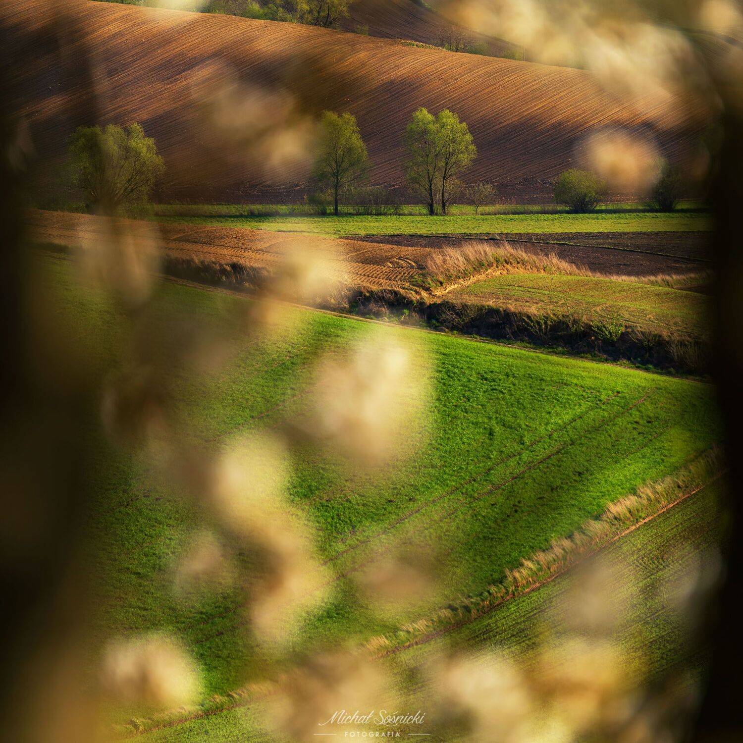 #trees #ponidzie #sunrise #poland #sun #spring #colors #landscape #pentax, Michał Sośnicki