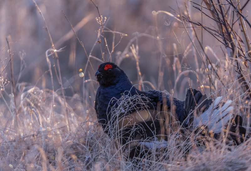 *** фото превью