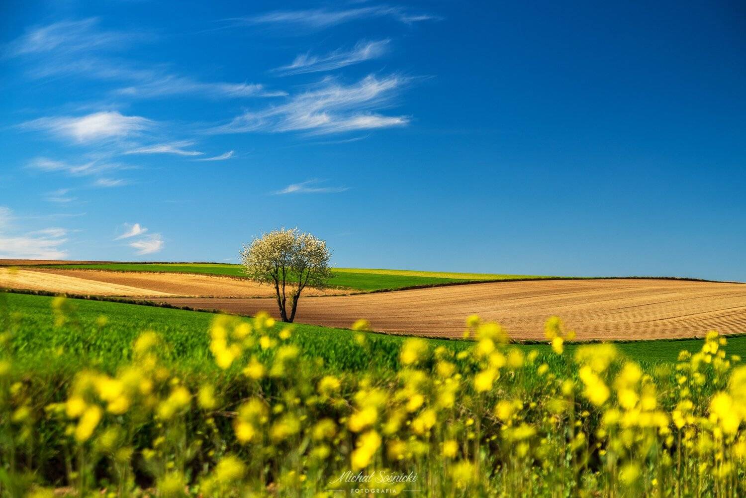 #trees #ponidzie #sunrise #poland #sun #spring #colors #landscape #pentax, Michał Sośnicki