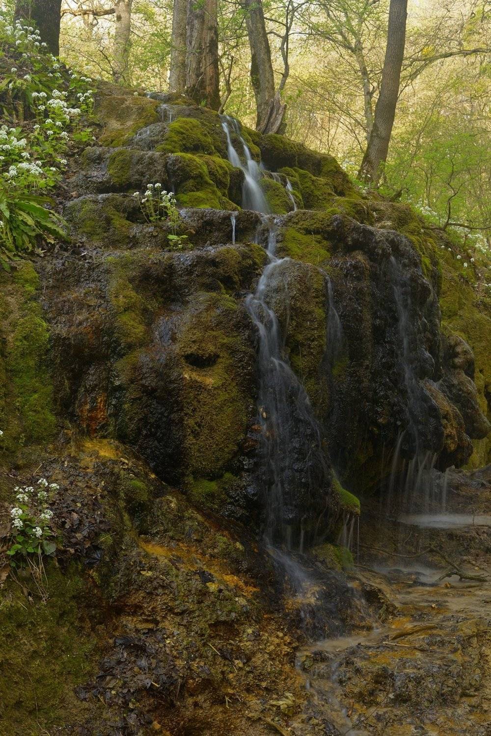 лес весна цветы ручей, Александр Жарников