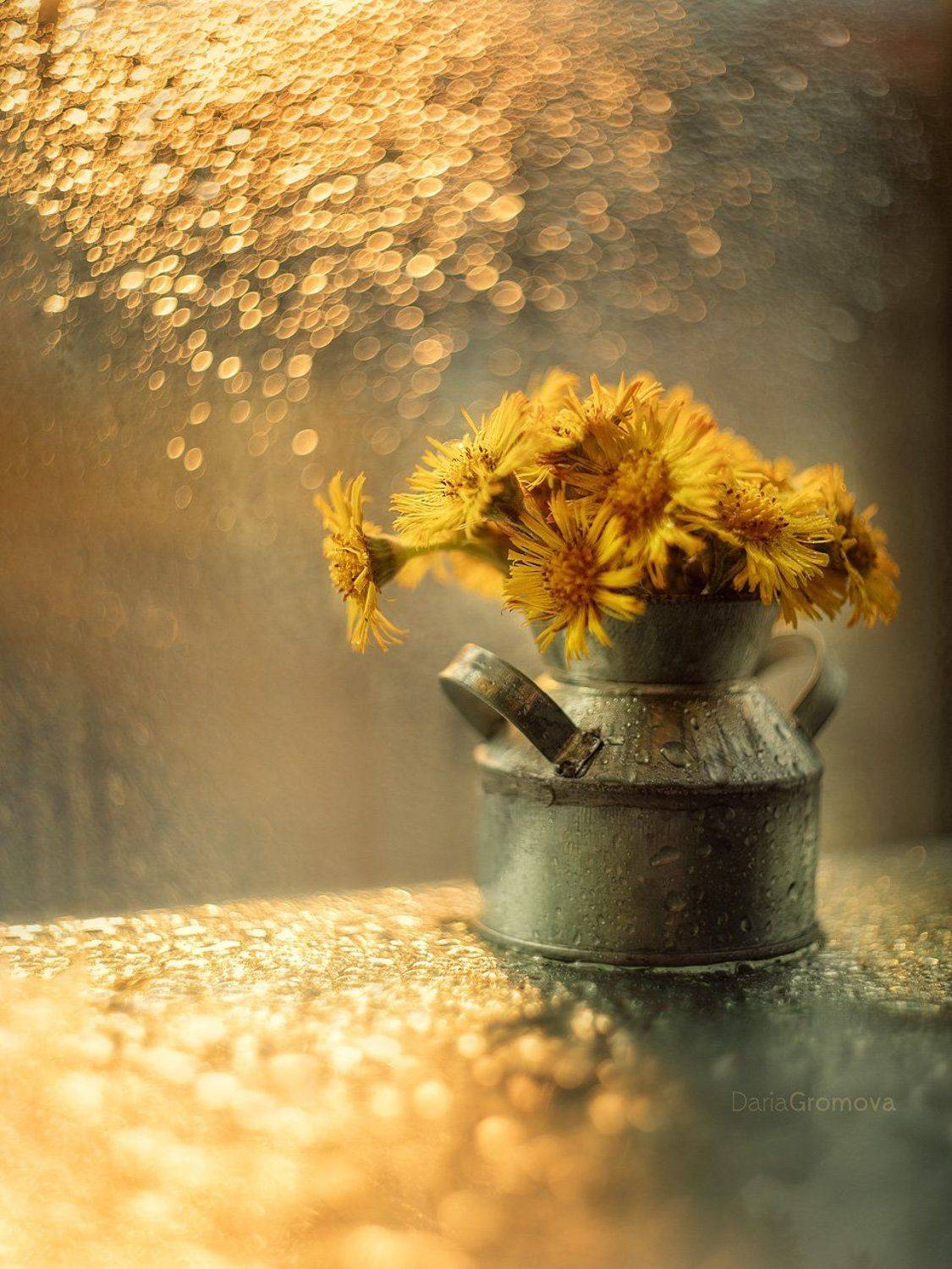 цветы, боке, натюрморт, дарья громова, фотография, фото, фотоарт, фотограф, закат, Дарья Громова