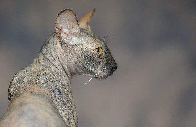 Сфинкс фото превью