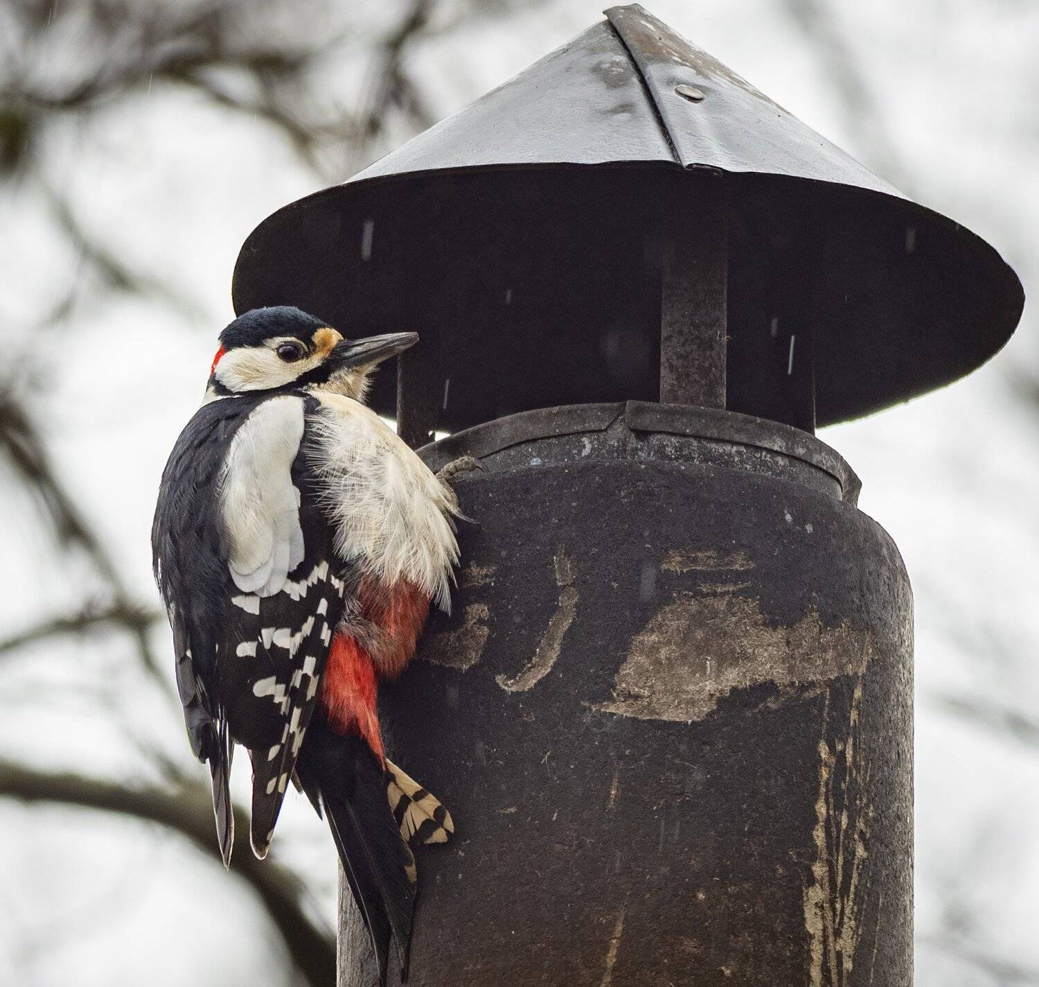 , Курлянцев Алексей