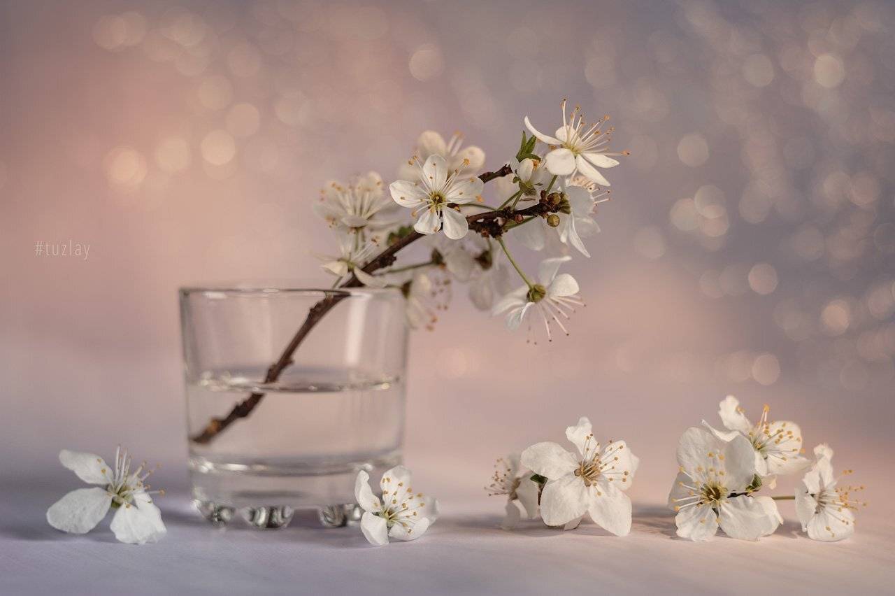 первоцвет, гелиос, Владимир Тузлай