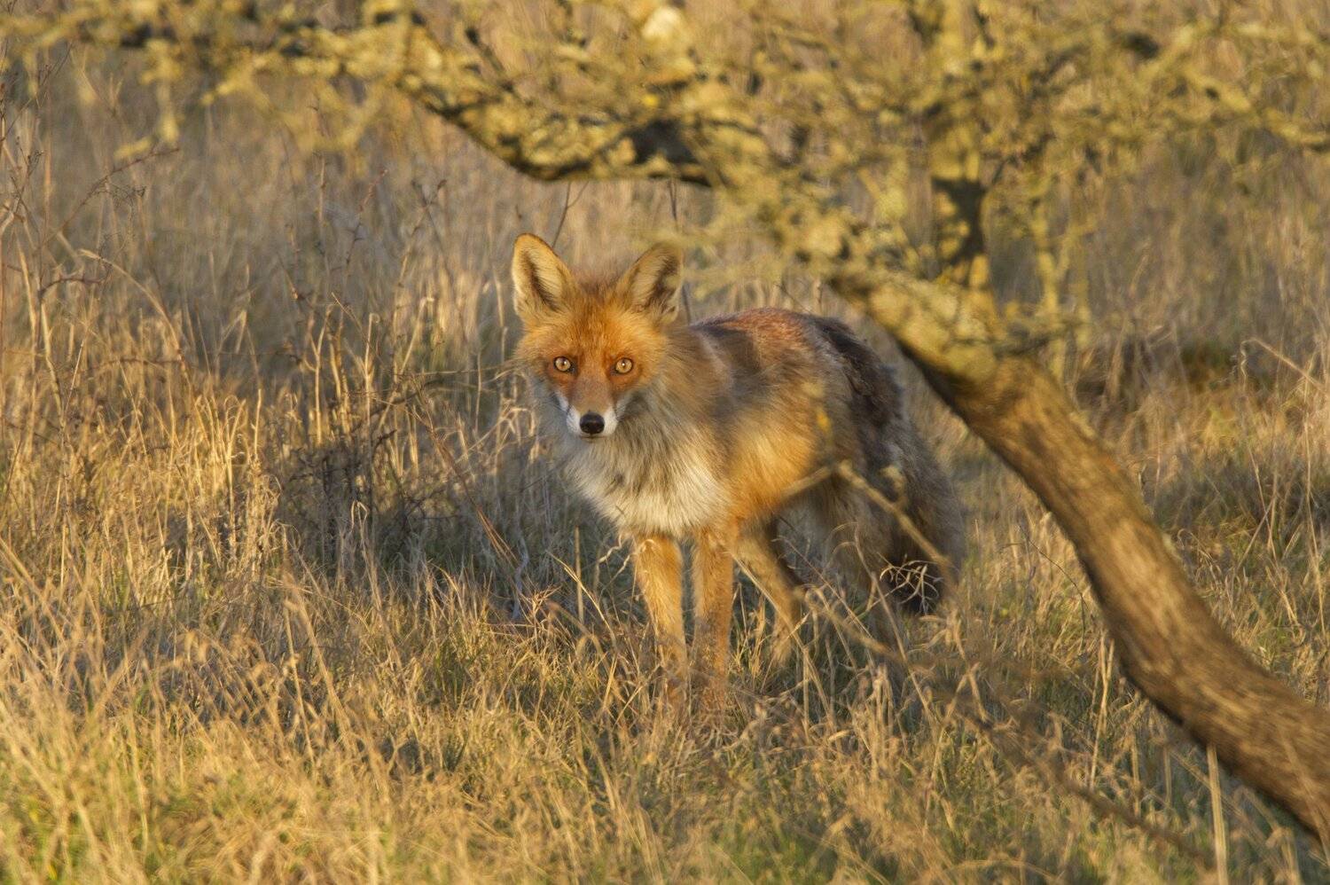 , Александр Гусар