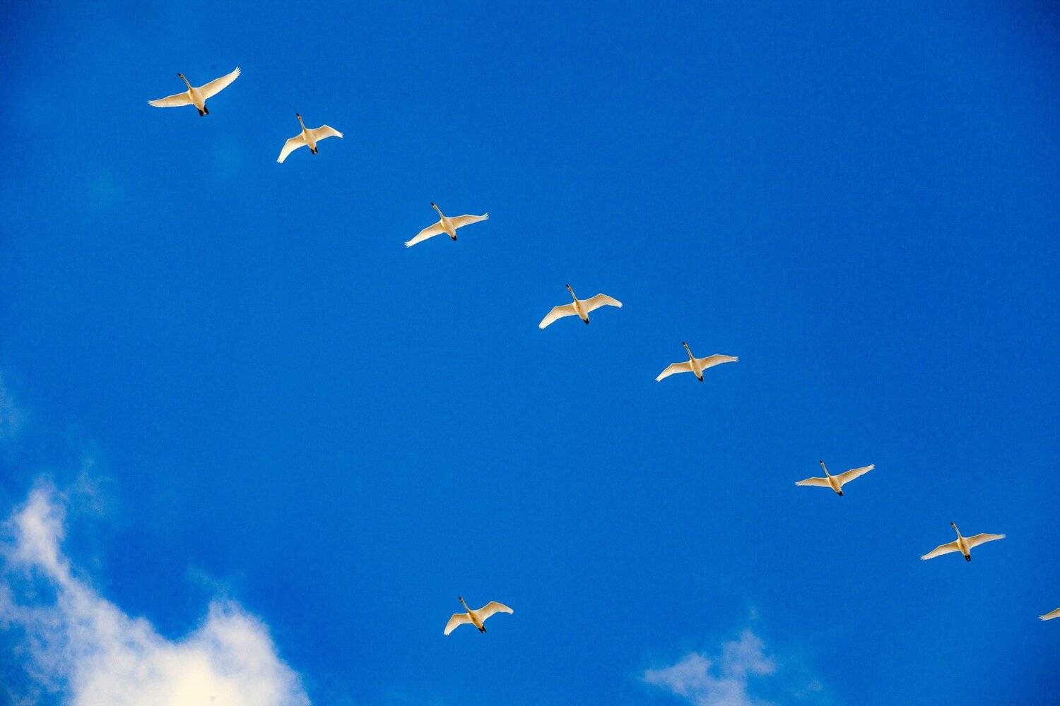 Гуси лебеди, петр чиков