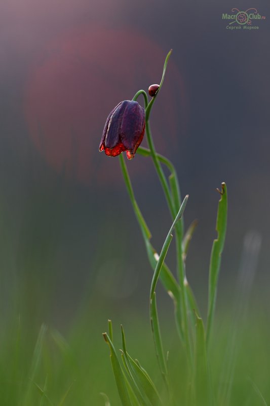 рябчик, малый, шахматовидный, fritillaria, meleagroides, самарский, лес, солнце, закат, божья коровка, семиточечная, 2 солнышка) фото превью