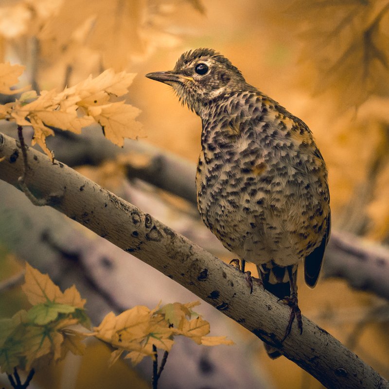 Young American Robin фото превью